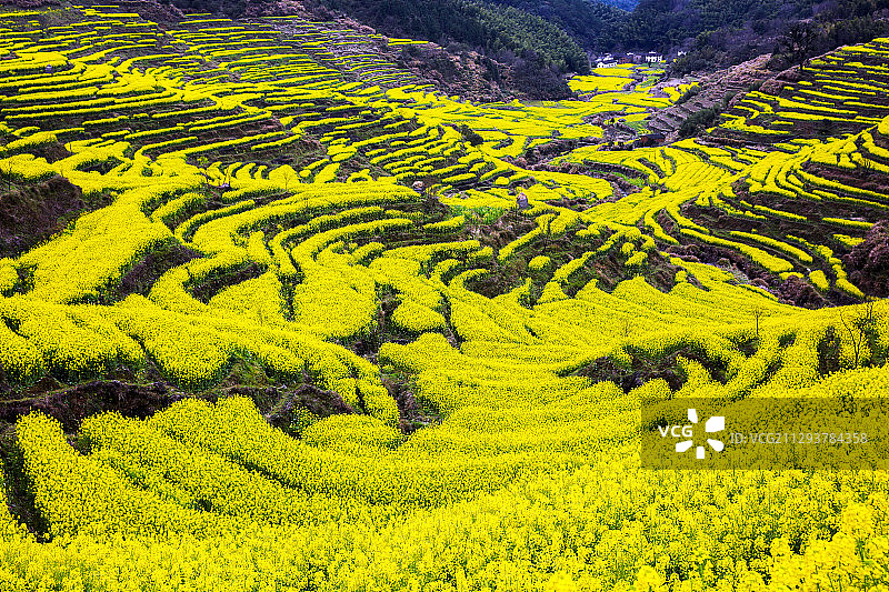 江西婺源篁岭油菜花海图片素材