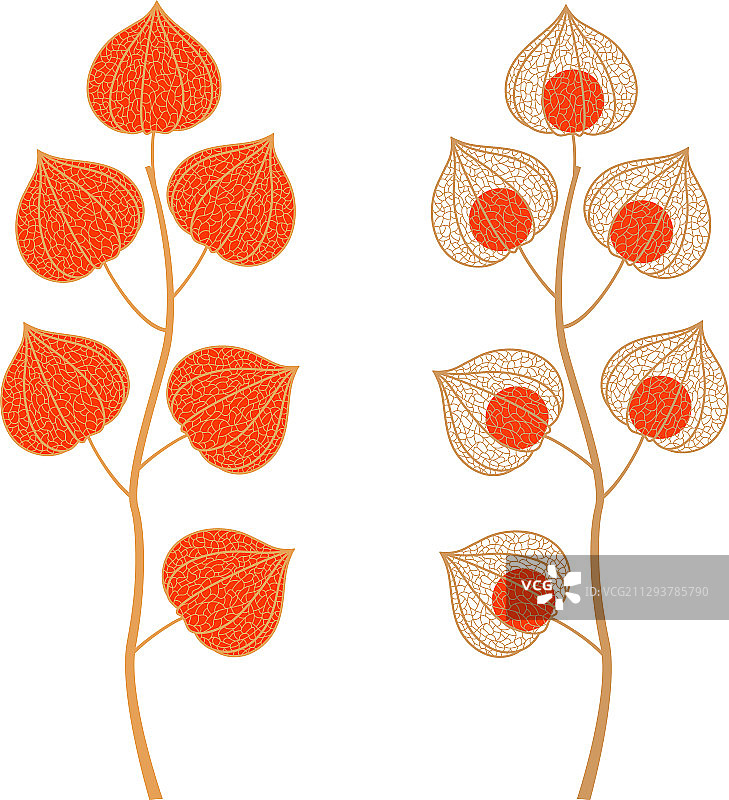 冬樱桃图片素材