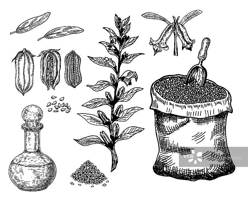 植物和芝麻籽袋装芝麻油瓶图片素材