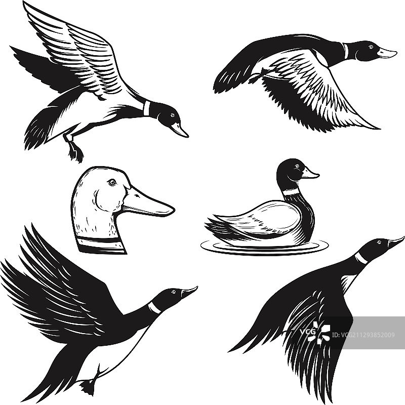 飞行中的野鸭游泳鸭子素材图片素材