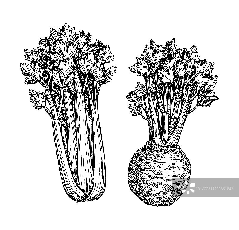 墨水素描芹菜图片素材