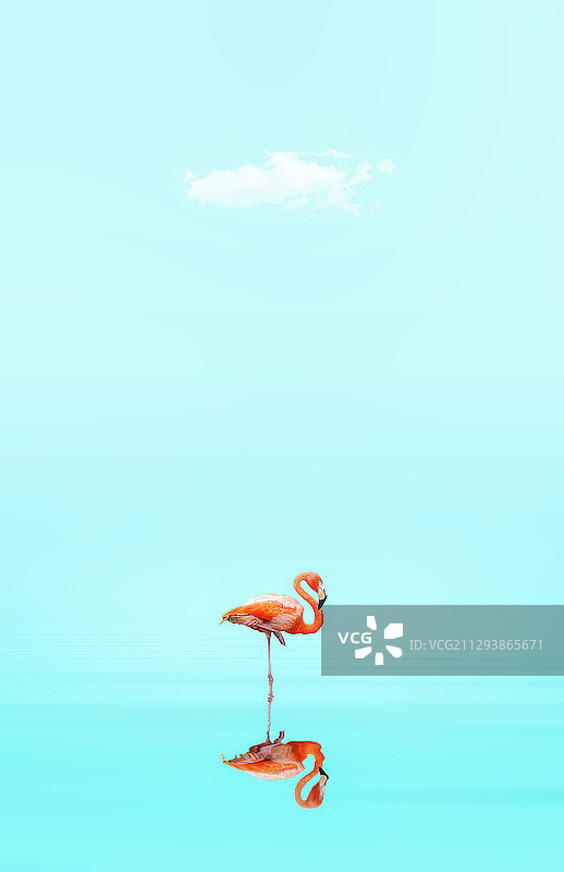 火烈鸟图片素材