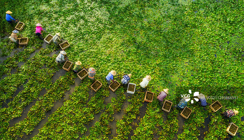 采菱乐图片素材