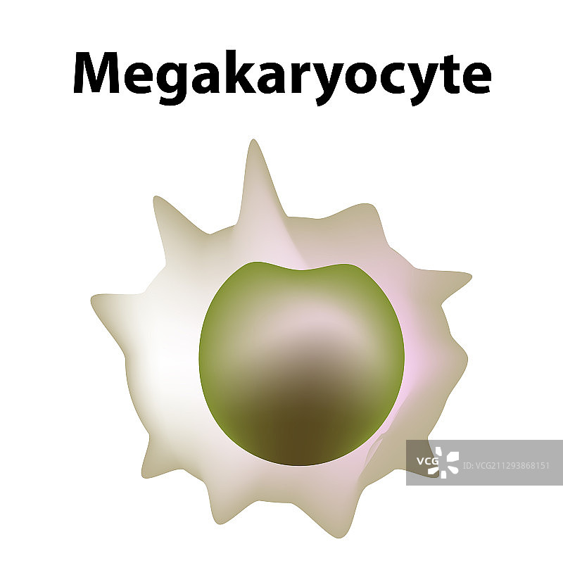 血小板结构图片素材