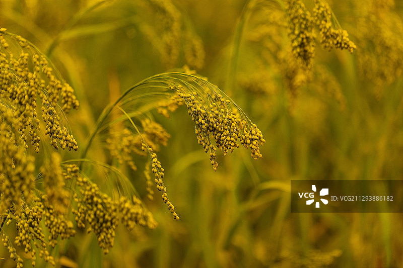 糜子熟了。图片素材