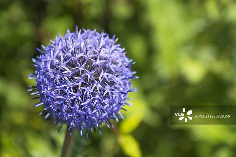 大花葱图片素材