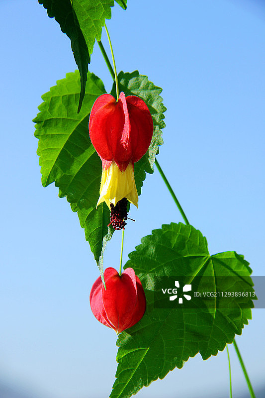 灯笼花图片素材