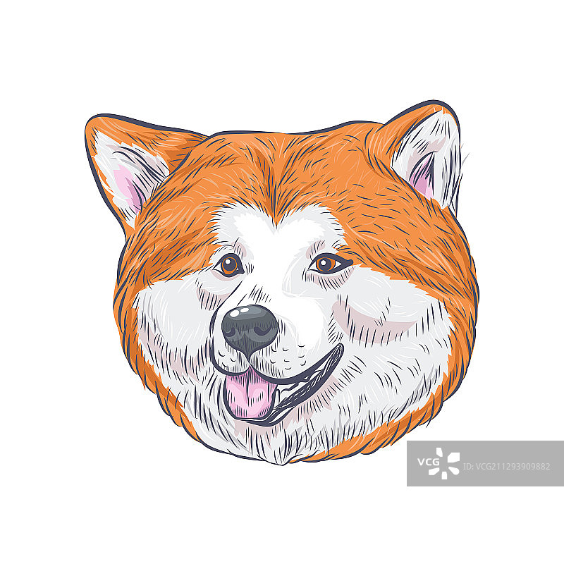 北海道犬面部图片素材