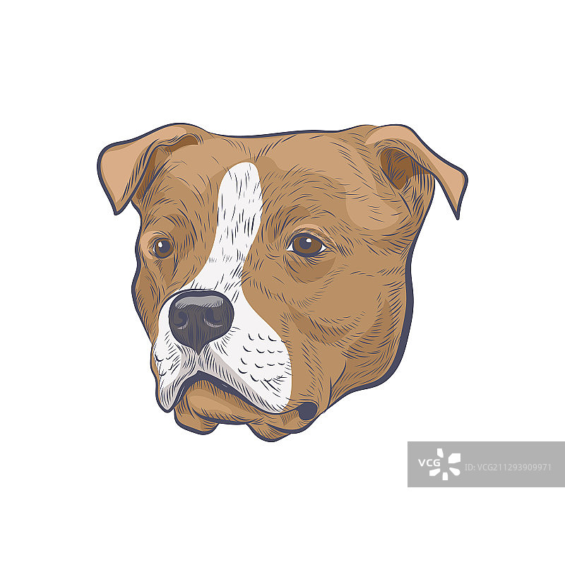 手绘的美国斯塔福德郡梗犬头部草图图片素材