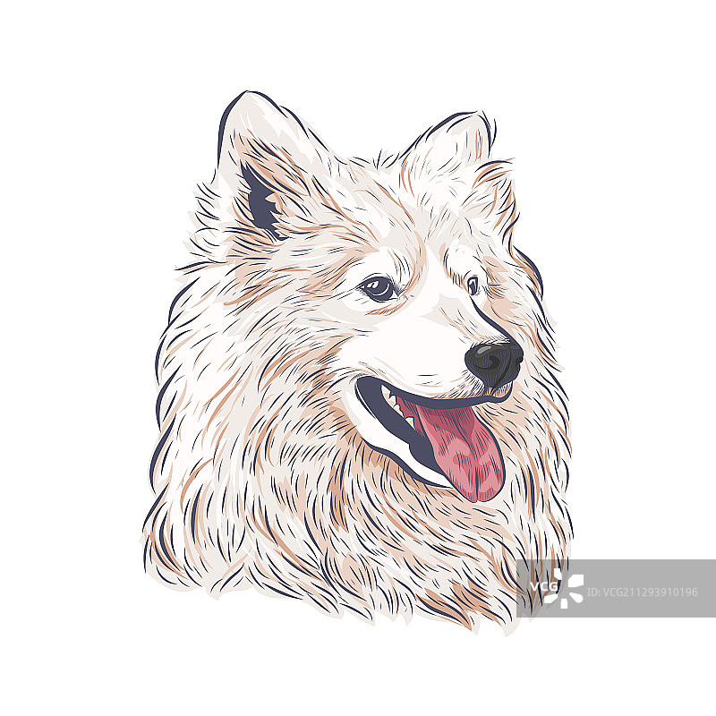 изолированный的萨摩耶犬图片素材