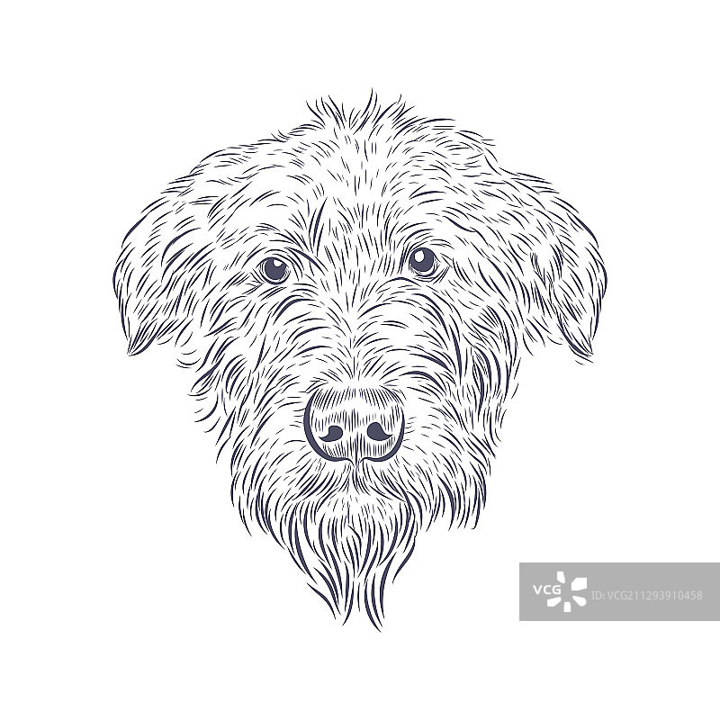 白色背景上的爱尔兰猎狼犬狗头图片素材