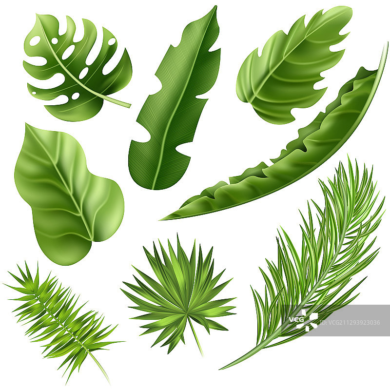逼真细腻的3D热带棕榈叶素材图片素材