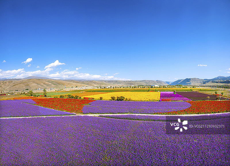 新疆伊犁新源县那拉提花海景区图片素材