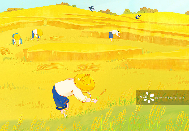 秋季丰收的季节农民在麦田里收割麦子图片素材