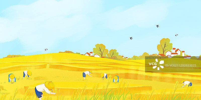 秋季丰收的季节农民在麦田里收割麦子图片素材