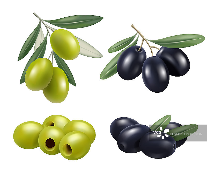 逼真希腊橄榄枝图片素材