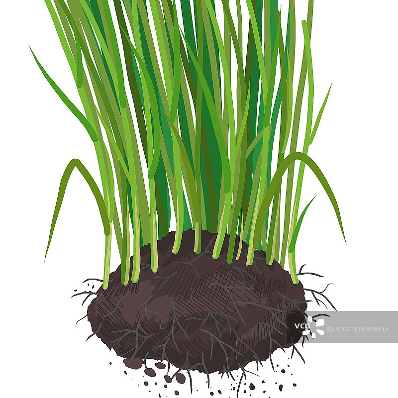 带根的小麦和根系发育图片素材