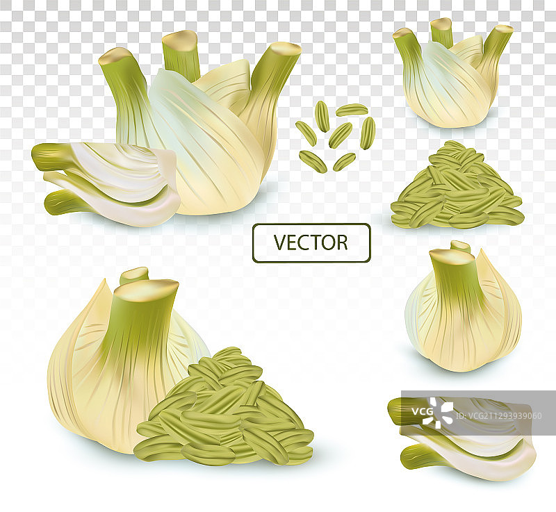 3D逼真带绿叶的茴香图片素材