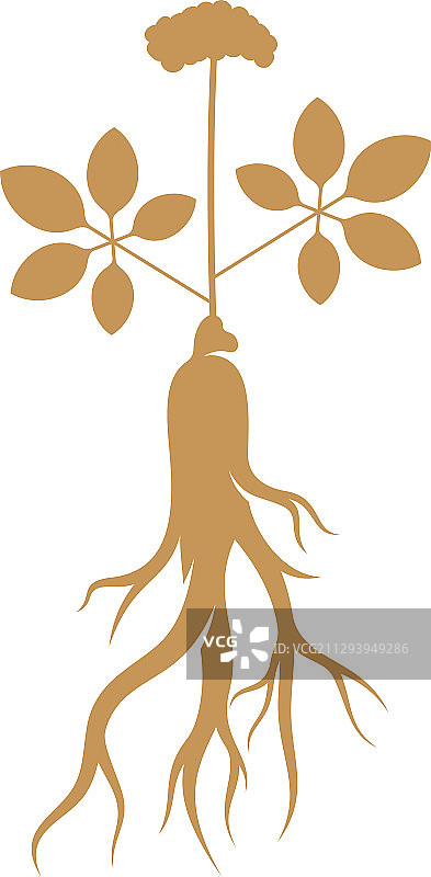 人参标志设计模板图片素材