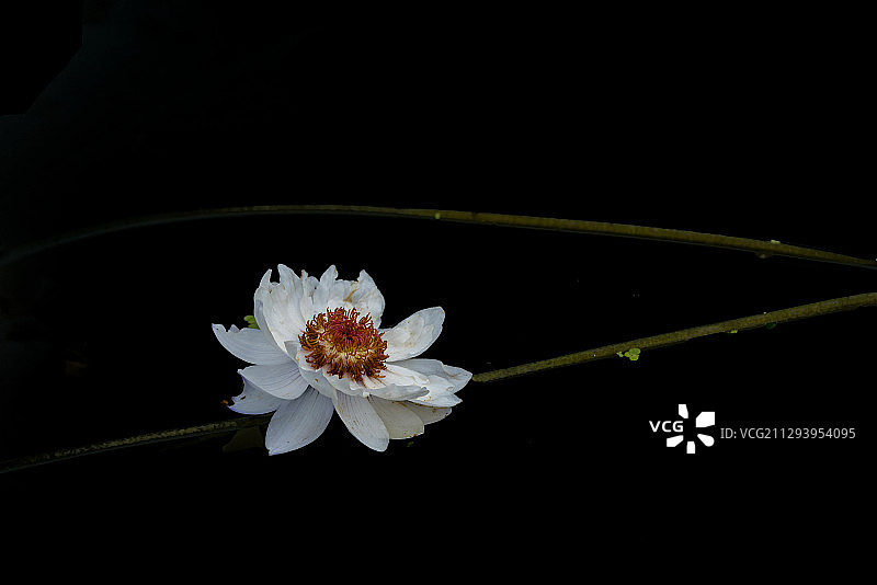 夏日孤莲图片素材