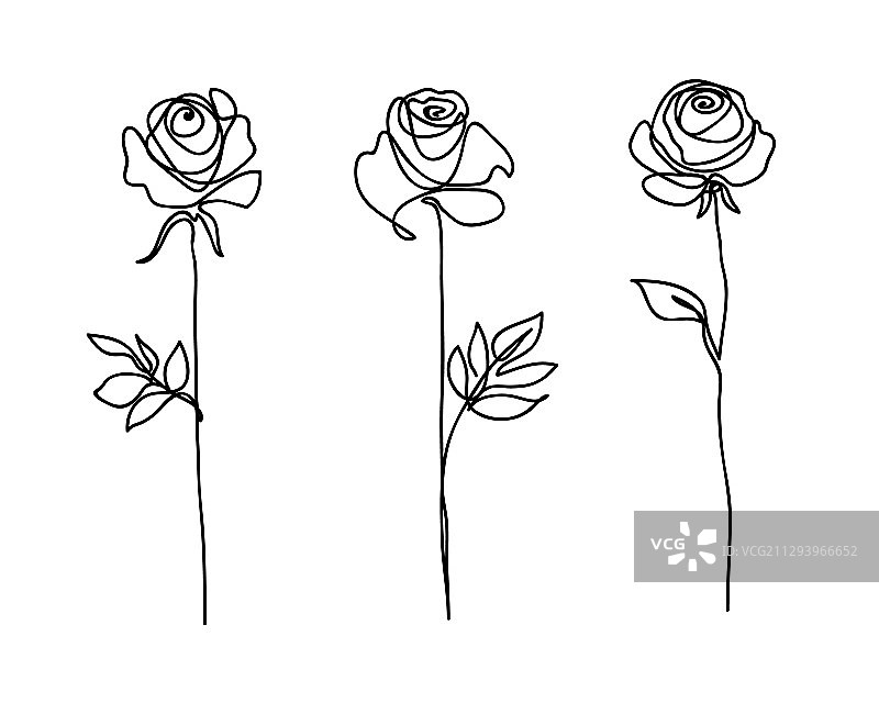 玫瑰花集合连续线条画图片素材
