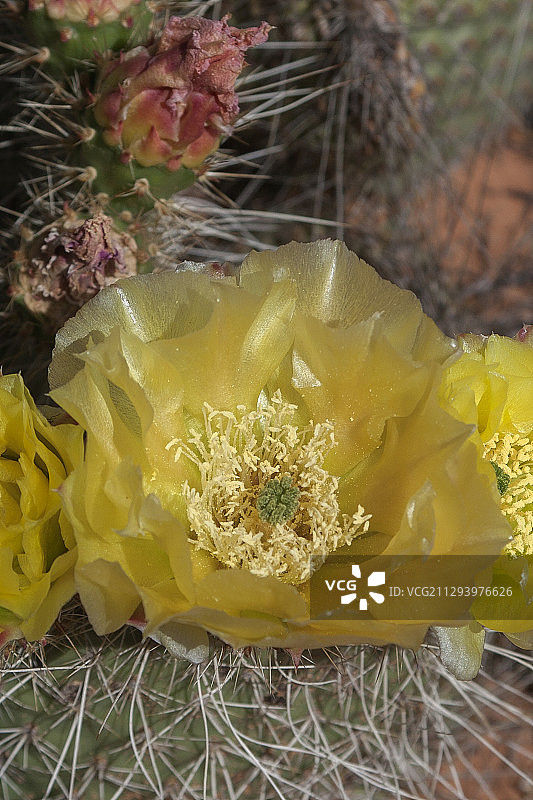 泰迪熊金丝猴掌仙人掌花和花蕾图片素材