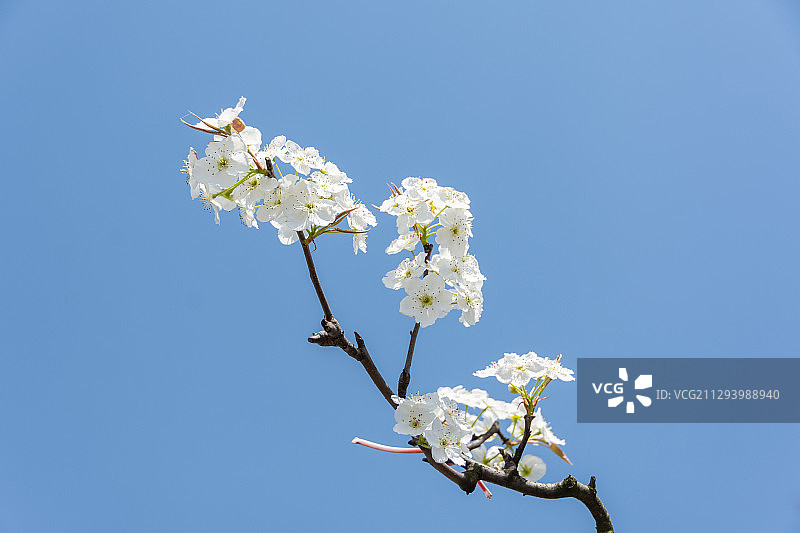梨花图片素材