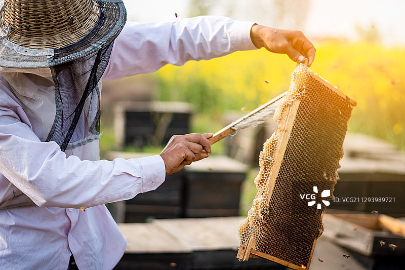 蜂蜜制作过程图片素材