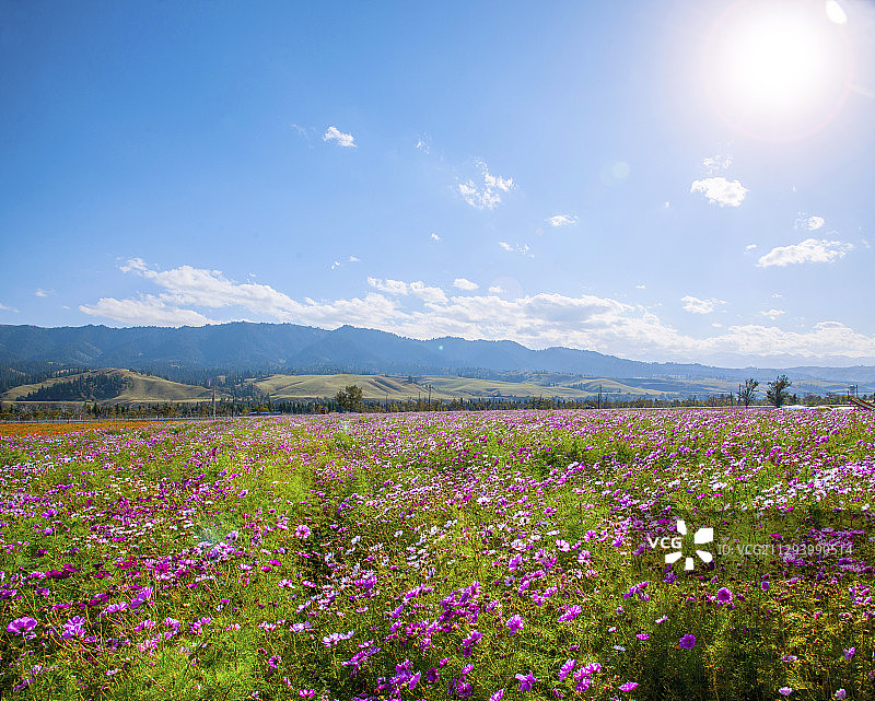 新疆伊犁新源县那拉提花海景区图片素材