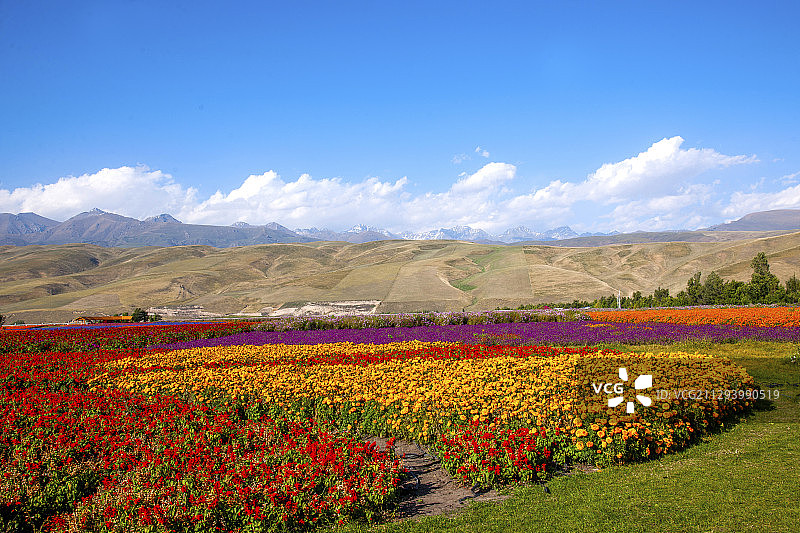 新疆伊犁新源县那拉提花海景区图片素材