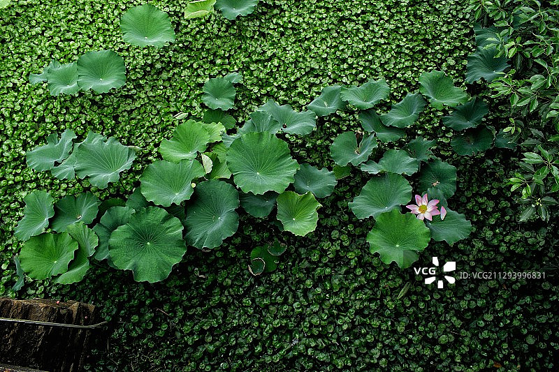 独自绽放图片素材