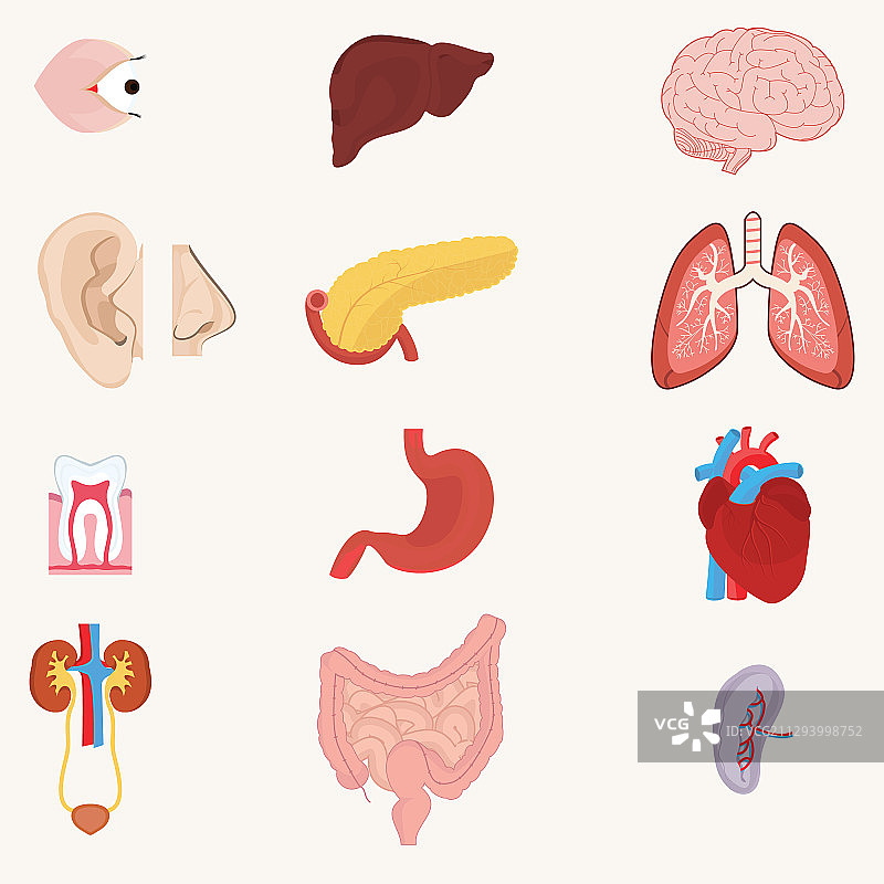 内脏器官图片素材