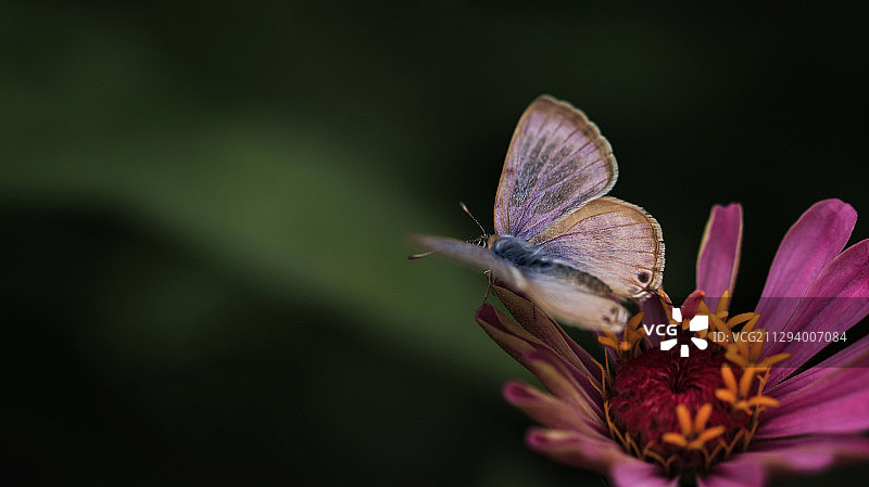 蝴蝶也喜欢亮图片素材