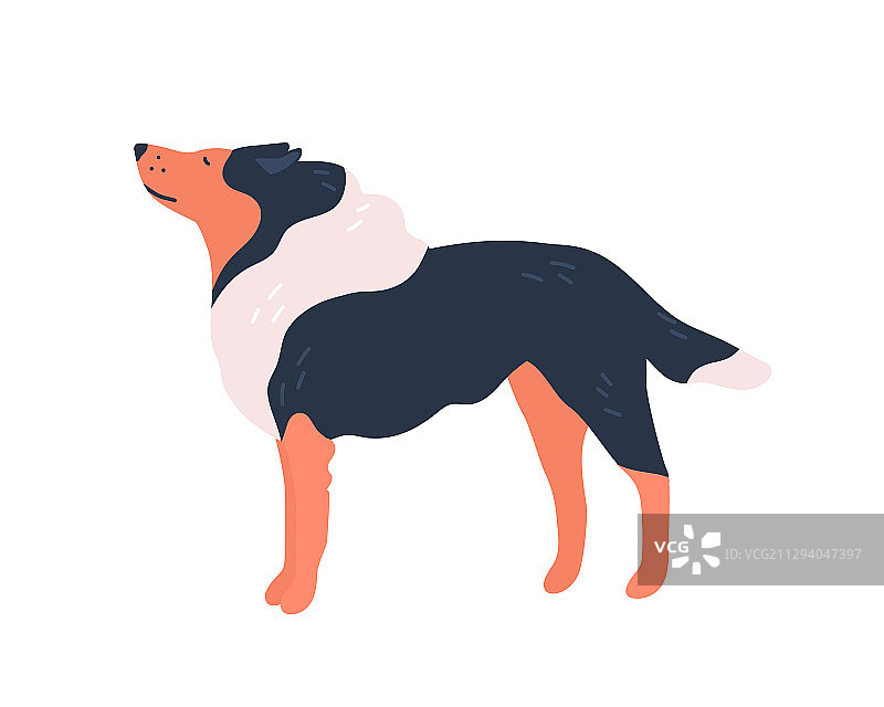 有趣的卡通纯种柯利牧羊犬图片素材