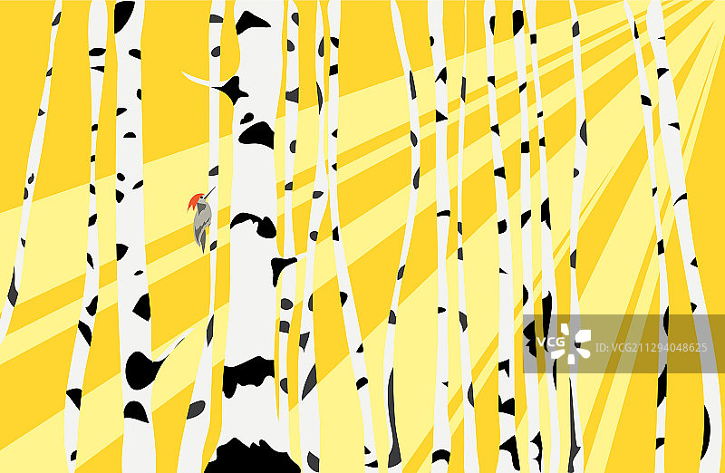 森林中的温暖季节图片素材