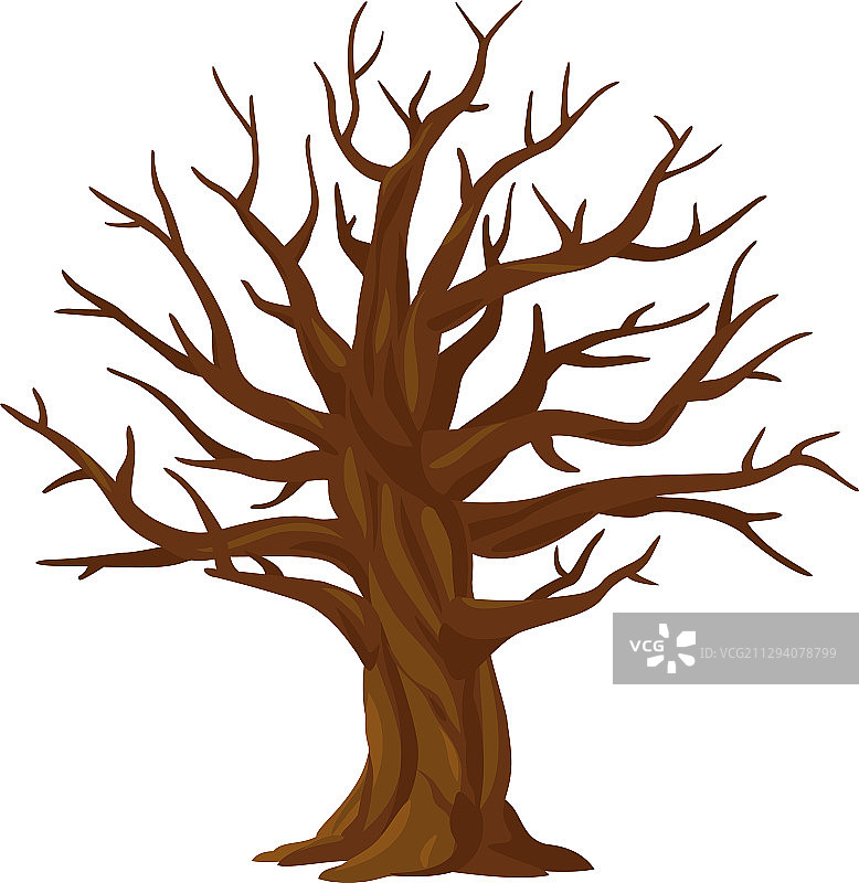 一棵孤立的无叶老橡树图片素材