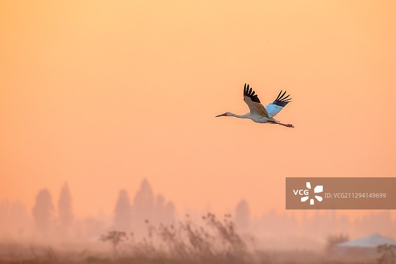 白鹤----破晓而出图片素材