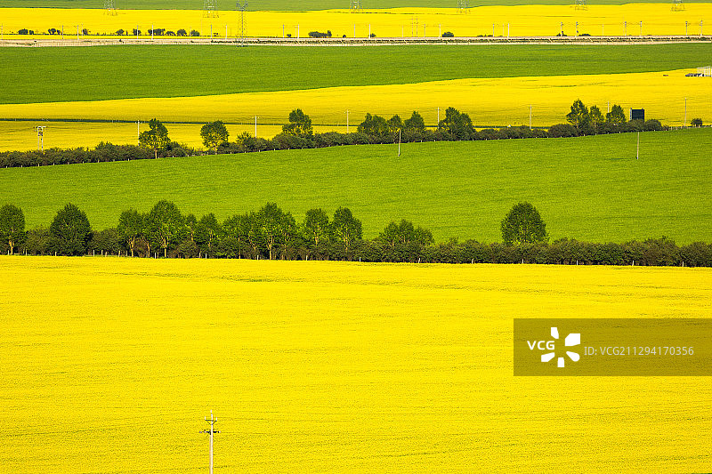 青海门源油菜花海风光-4图片素材