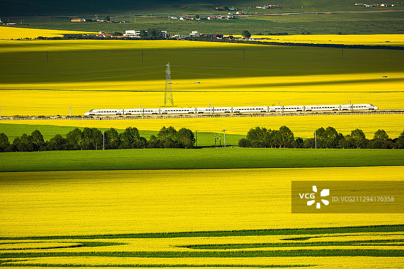 青海门源油菜花海风光-6图片素材