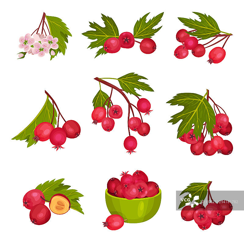 山楂浆果枝与红色圆形小梨果图片素材