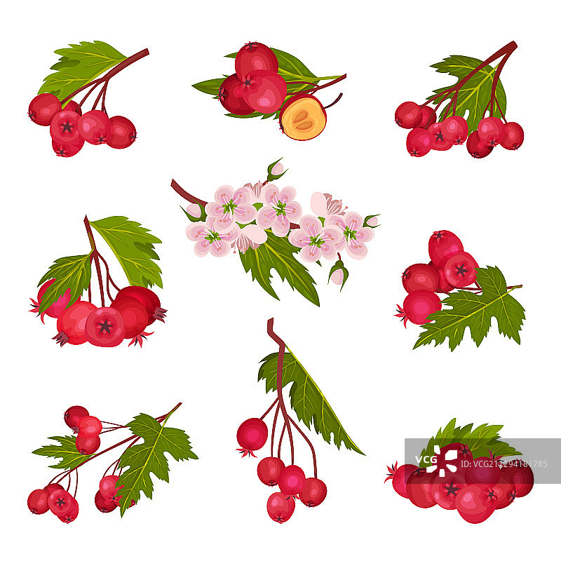 山楂浆果枝与红色圆形小梨果图片素材