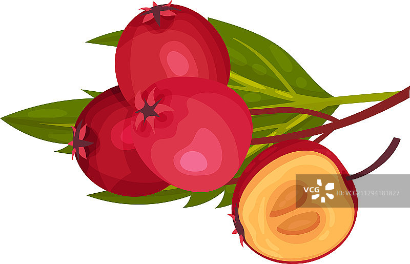 山楂浆果图片素材