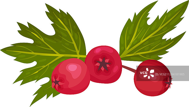 山楂浆果图片素材