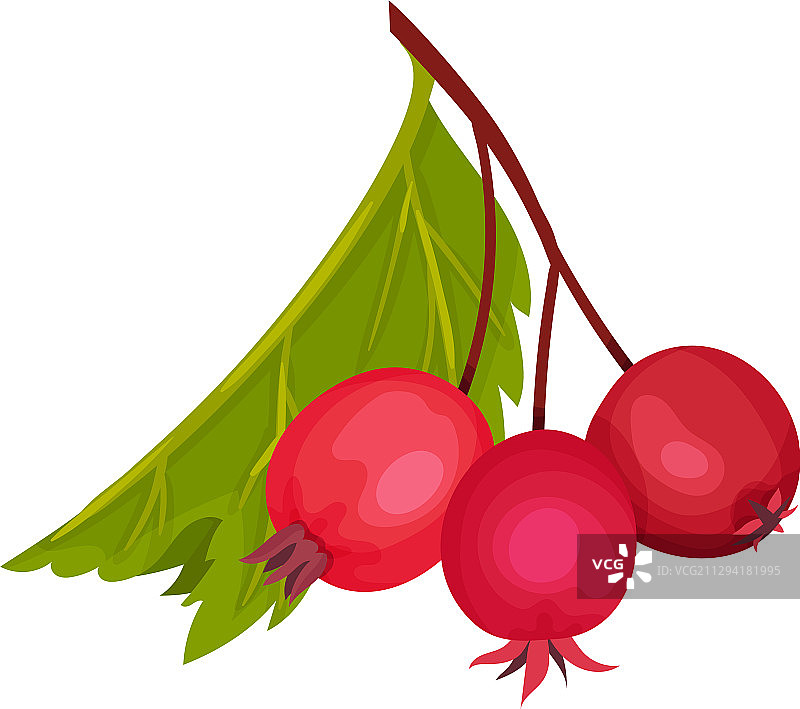 悬挂的红色山楂果图片素材