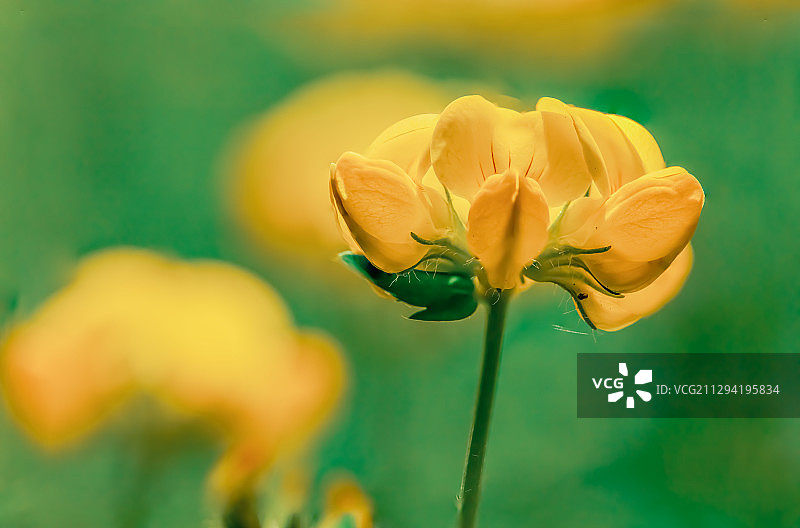 盛开的百脉根图片素材