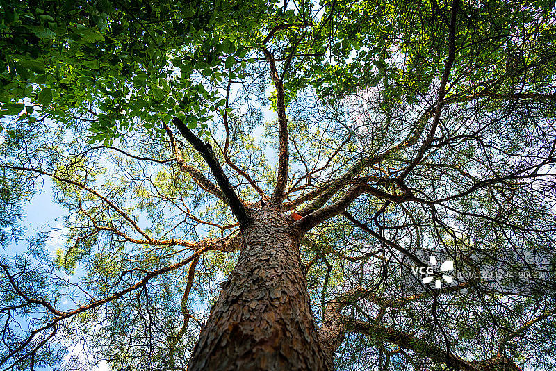 吉林省集安市五女峰森林公园树木图片素材