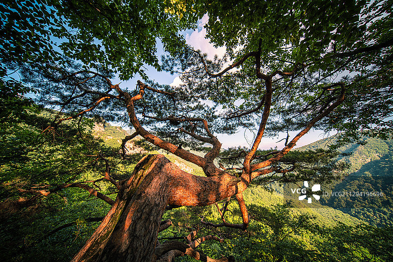 吉林省集安市五女峰森林公园树木与阳光图片素材