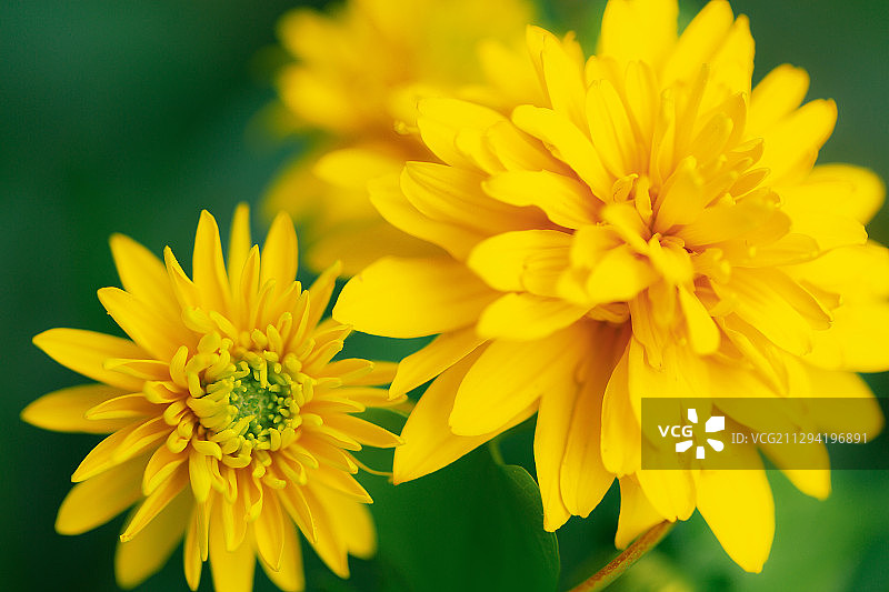 花语5+中山植物园（南京）图片素材