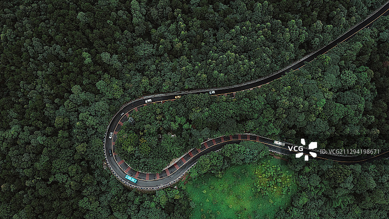 南山上的赤链蛇图片素材