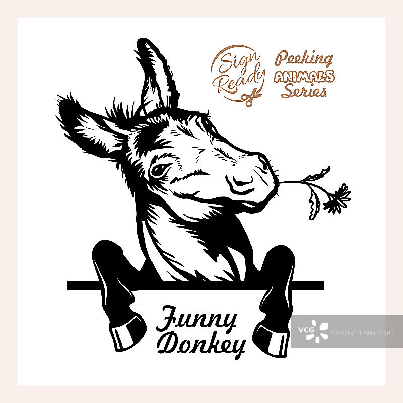 有趣的驴子偷看图片素材